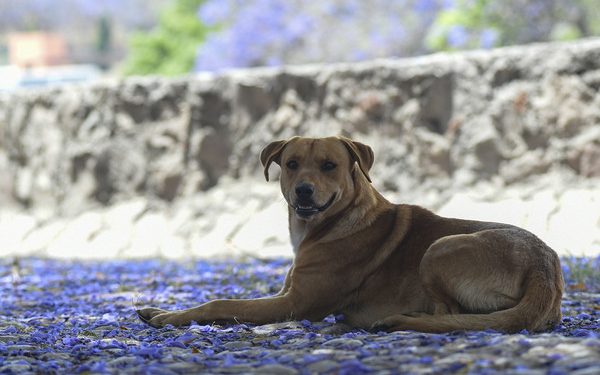 Condenado; apuñaló a un perro