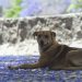 Condenado; apuñaló a un perro