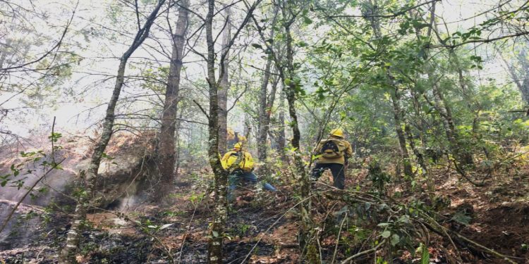 Bajo control, incendio forestal en Chilchotla: Medio Ambiente
