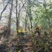 Bajo control, incendio forestal en Chilchotla: Medio Ambiente
