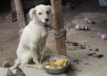 En cuatro meses, 220 denuncias por maltrato animal