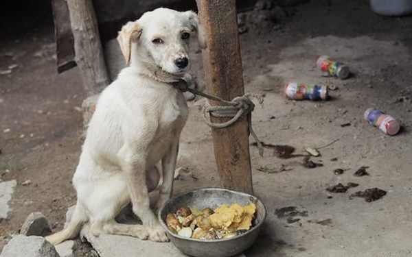 En cuatro meses, 220 denuncias por maltrato animal