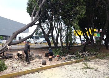 Gobierno Municipal atiende caída de árboles por lluvias y viento