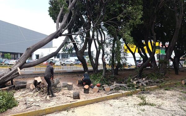 Gobierno Municipal atiende caída de árboles por lluvias y viento
