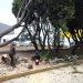 Gobierno Municipal atiende caída de árboles por lluvias y viento