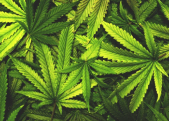 Biden manifiesta su apoyo para reclasificar la marihuana como “droga de bajo riesgo”