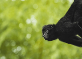 Semarnat reporta muerte de 157 primates en Tabasco y Chiapas