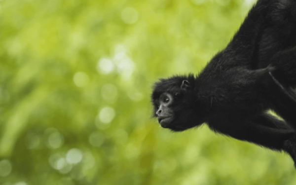 Semarnat reporta muerte de 157 primates en Tabasco y Chiapas