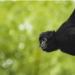 Semarnat reporta muerte de 157 primates en Tabasco y Chiapas