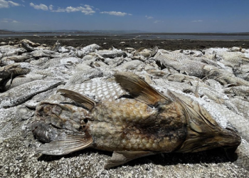 Miles de peces mueren debido a la sequía en el norte de México