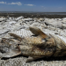Miles de peces mueren debido a la sequía en el norte de México