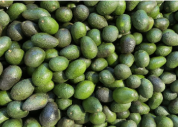 EU suspende inspecciones a aguacate y mango mexicano tras agresión a funcionarios