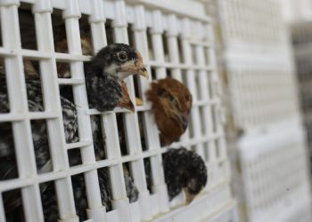 OMS confirma la primera muerte humana por gripe aviar en México