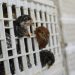 OMS confirma la primera muerte humana por gripe aviar en México