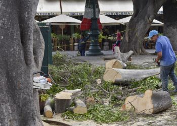 Por seguridad, talados mil 457 árboles