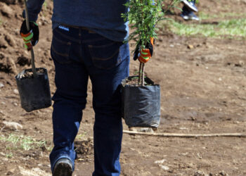 Impulsa fundación Salvatierra rescate de zonas forestales