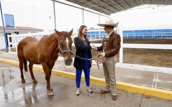 Ayuntamiento de Puebla retira dos co-terapeutas equinos