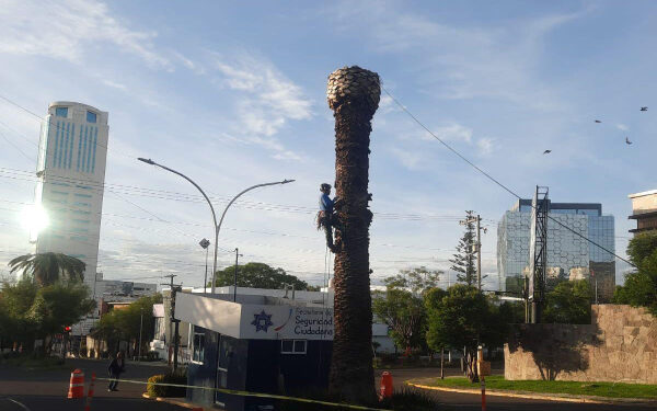 Ayuntamiento de Puebla retirará palmeras en mal estado de la colonia La Paz