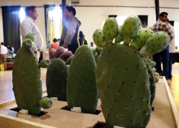 Planean productores exportar tuna a Asia