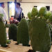 Planean productores exportar tuna a Asia