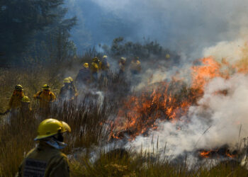 Mitad de daño por incendios forestales, a zonas herbáceas