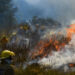 Mitad de daño por incendios forestales, a zonas herbáceas