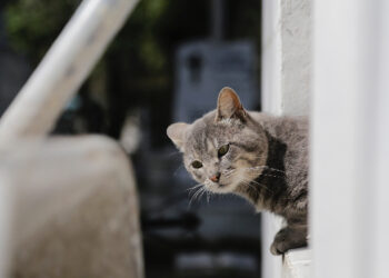 Felinos, guardianes de los difuntos