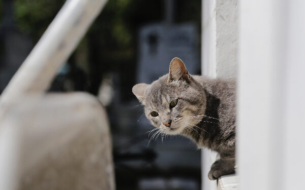 Felinos, guardianes de los difuntos