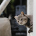 Felinos, guardianes de los difuntos