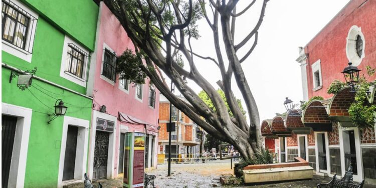 «Mi papá plantó ese árbol; es pieza importante de mi vida»: Teresa Bolaños