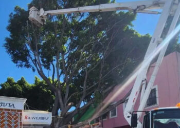 Continúa el retiro del árbol que cayó en el Barrio del Artista