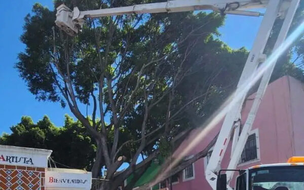 Continúa el retiro del árbol que cayó en el Barrio del Artista