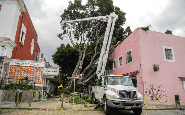 Inspeccionarán árboles para evitar incidentes