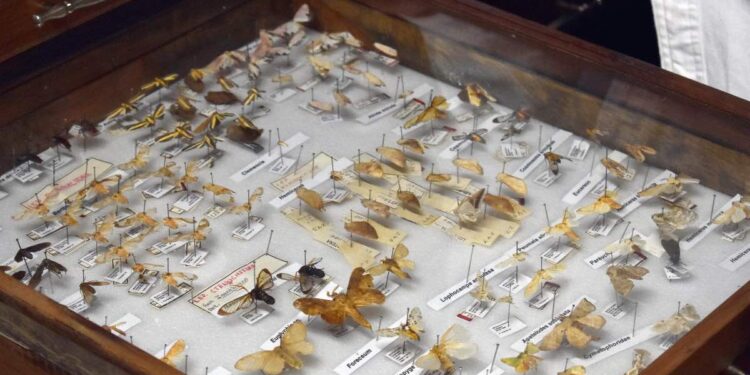 Más de 22 mil insectos conforman acervo de la BUAP