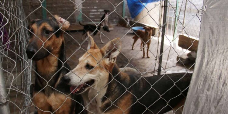 En tres meses, 30 denuncias por maltrato animal