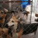 En tres meses, 30 denuncias por maltrato animal
