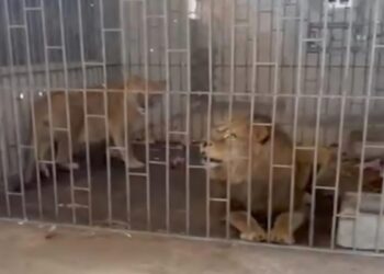 Dos leones son rescatados en Oriental, Puebla