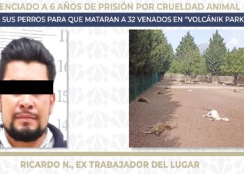 Ex empleado mató a 32 venados de Volcanic Park