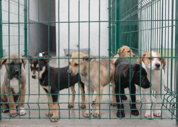 Sin reglamento contra maltrato animal, 82% de municipios