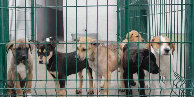 Sin reglamento contra maltrato animal, 82% de municipios