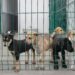 Sin reglamento contra maltrato animal, 82% de municipios