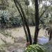 Sheinbaum iniciará limpia de Río Atoyac