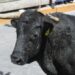 Sin consenso prohibir tauromaquia