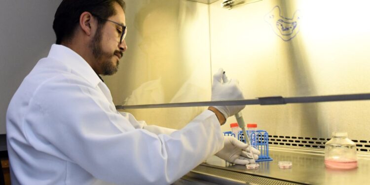 Investigador BUAP analiza células cardiacas