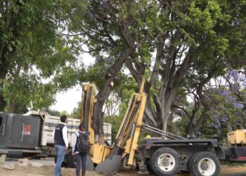 Comienzan poda de árboles,  más de 2 mil serán retirados