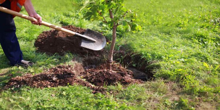 Plantarán 80 mil árboles este año