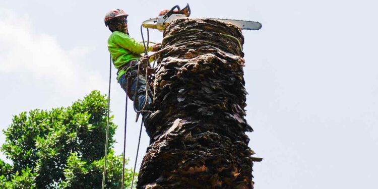 Eliminan palmeras enfermas