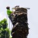 Eliminan palmeras enfermas