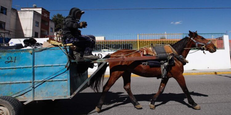 Texmelucan dice “no” a caballos carretoneros