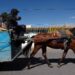 Texmelucan dice “no” a caballos carretoneros